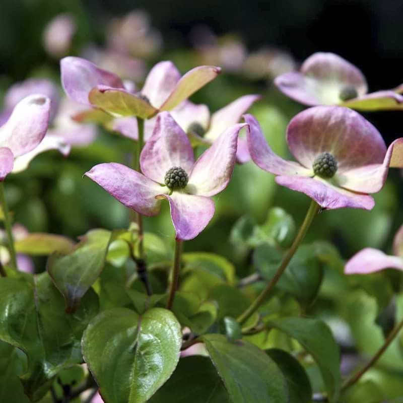 Koreakornel (Cornus kousa 'Satomi') enstammet - flere varianter