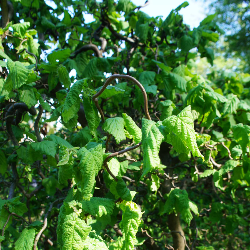 Troldhassel (Corylus avellana 'Scooter') Opstammet 180 cm OH 8-10 cm