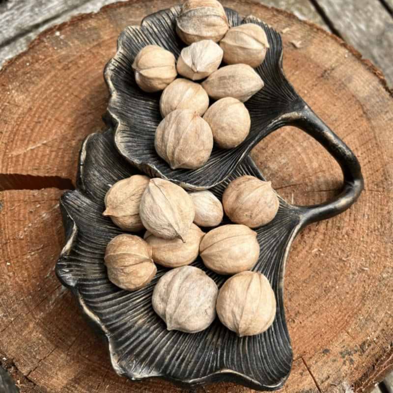 Valnød (Juglans cinerea 'Beckwith') 60-90 cm