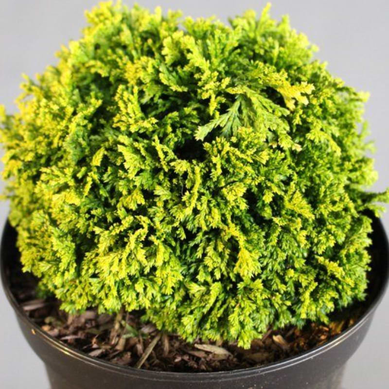 Chamaecyparis pisifera Nana Berghs