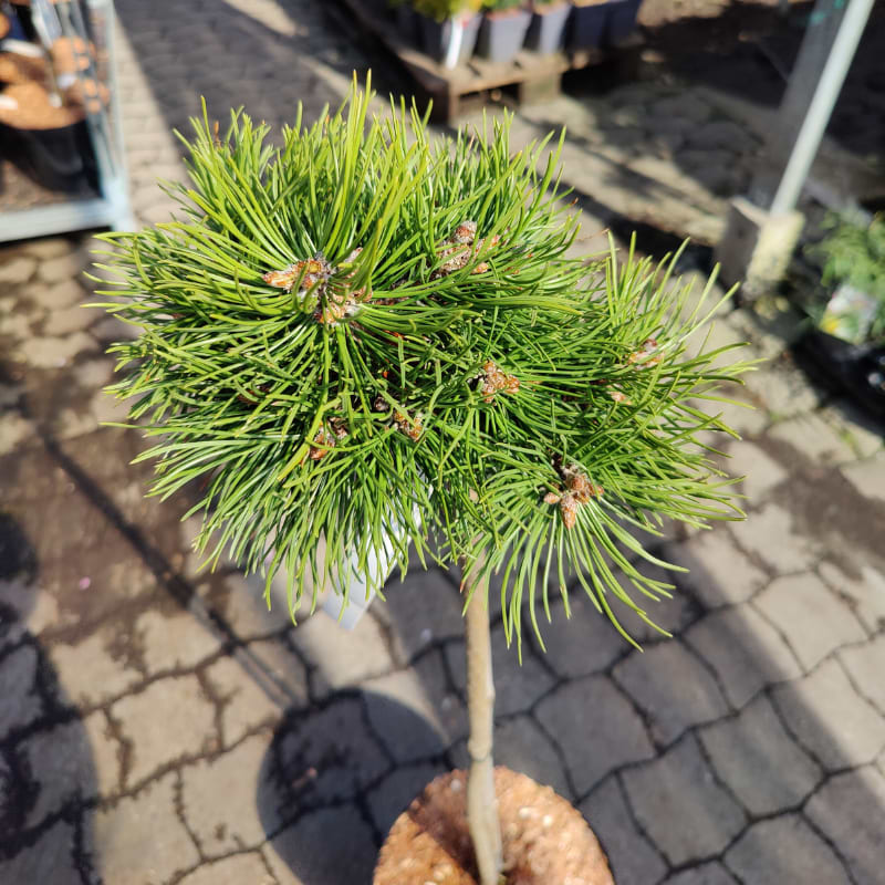 FRANSK BJERGFYR (PINUS UNCINATA 'GRÜNE WELLE') OPSTAMMET