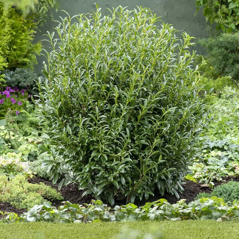 Laurbærkirsebær (Prunus laurocersus 'Sofia®') - Flere Varianter