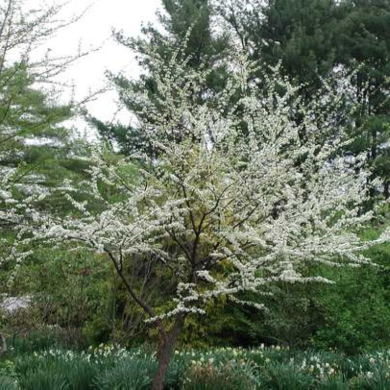 Judastræ (Cercis chinensis 'Shirobana') 80-120cm enstammet
