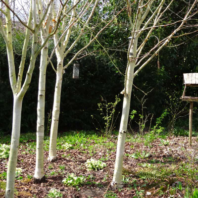 Betula Utilis træ
