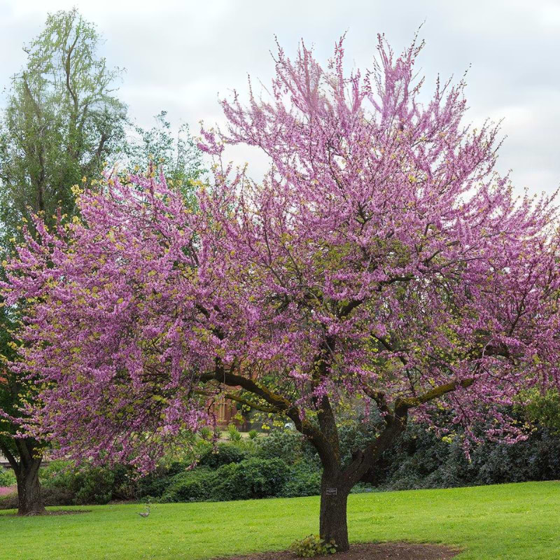 Judastræ (Cercis siliquastrum) Flerstammet 30-60 cm