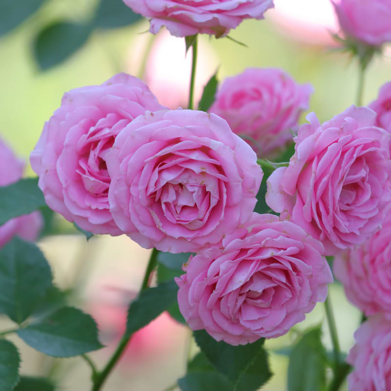 Engelsk rose ('Silas Marner'™) Flere Varianter