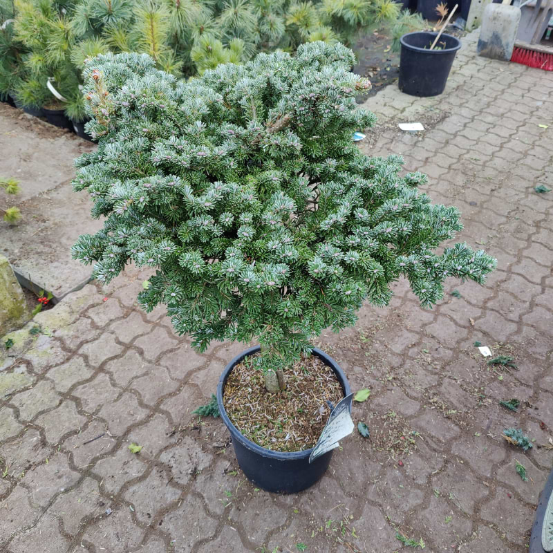 Ædelgran Koreansk (Abies koreana 'Munsterland') Opstammet