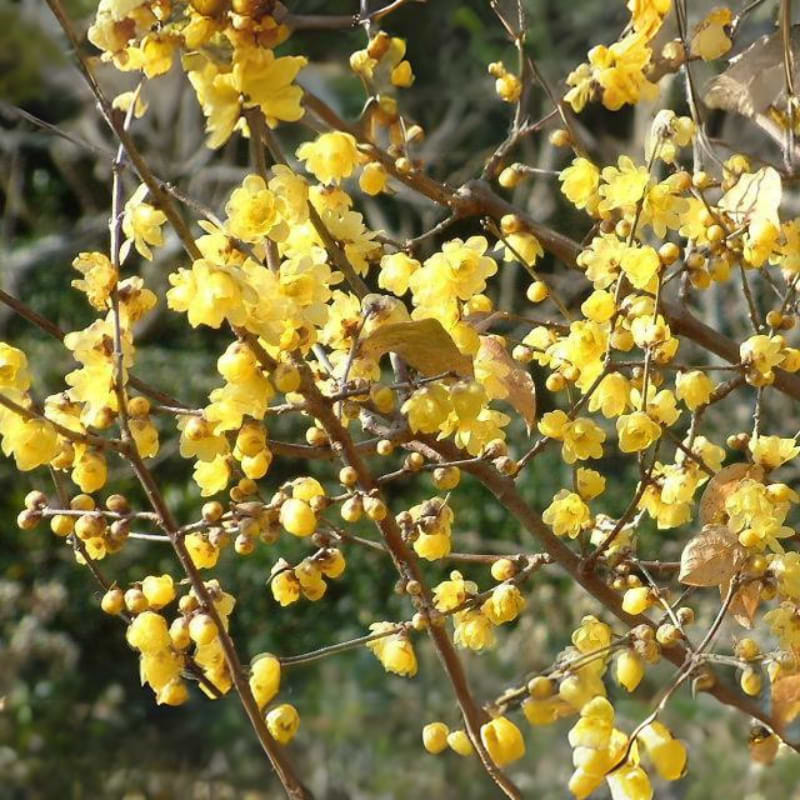 Vinterblomst (Chimonanthus praecox) 175-225 cm