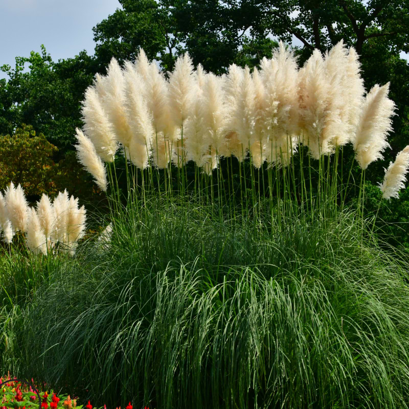 Dværg pampasgræs (Cortaderia Sell 'Mini Pampas') Potte 5 liter