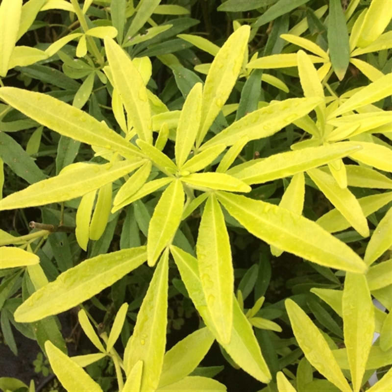 Choisya (Choisya ternata 'Goldfingers') 25-50 cm
