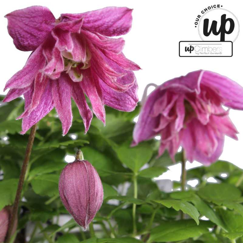 Klematis (Clematis alpina 'Imke') 
