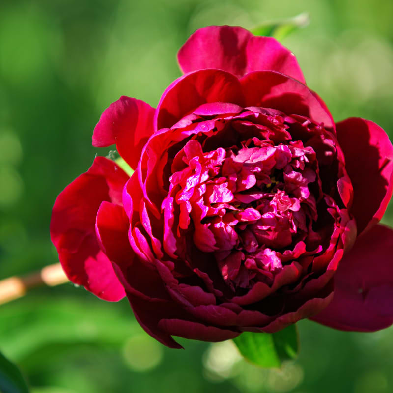 Pæon (Paeonia 'Red Sarah Bernhardt') Potte 4 L