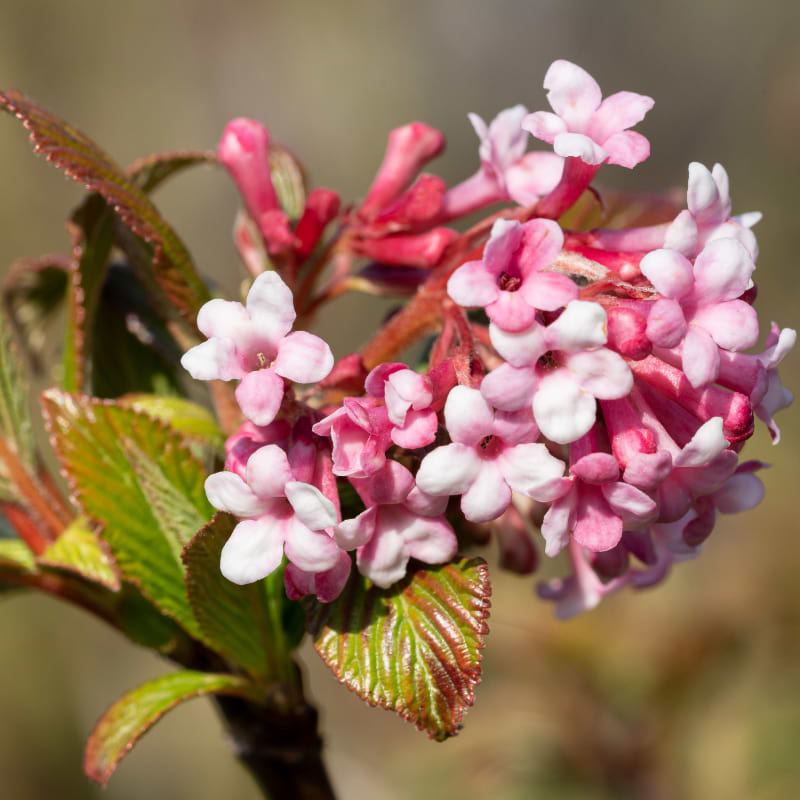 tæt på af let udsprunget blomst