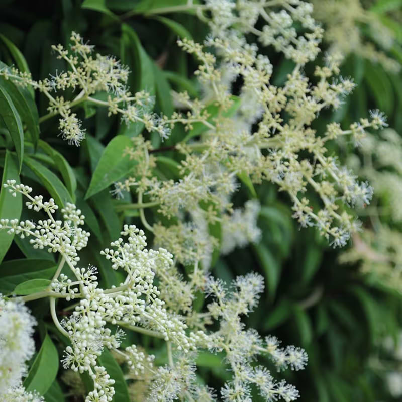 KLATREHORTENSIA 