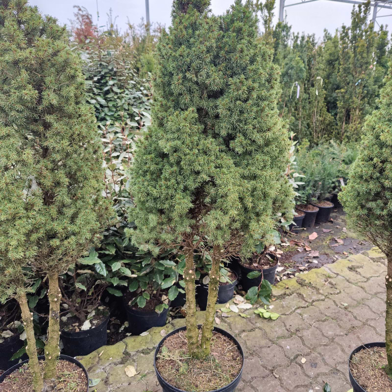 Picea glauca 'Conica'