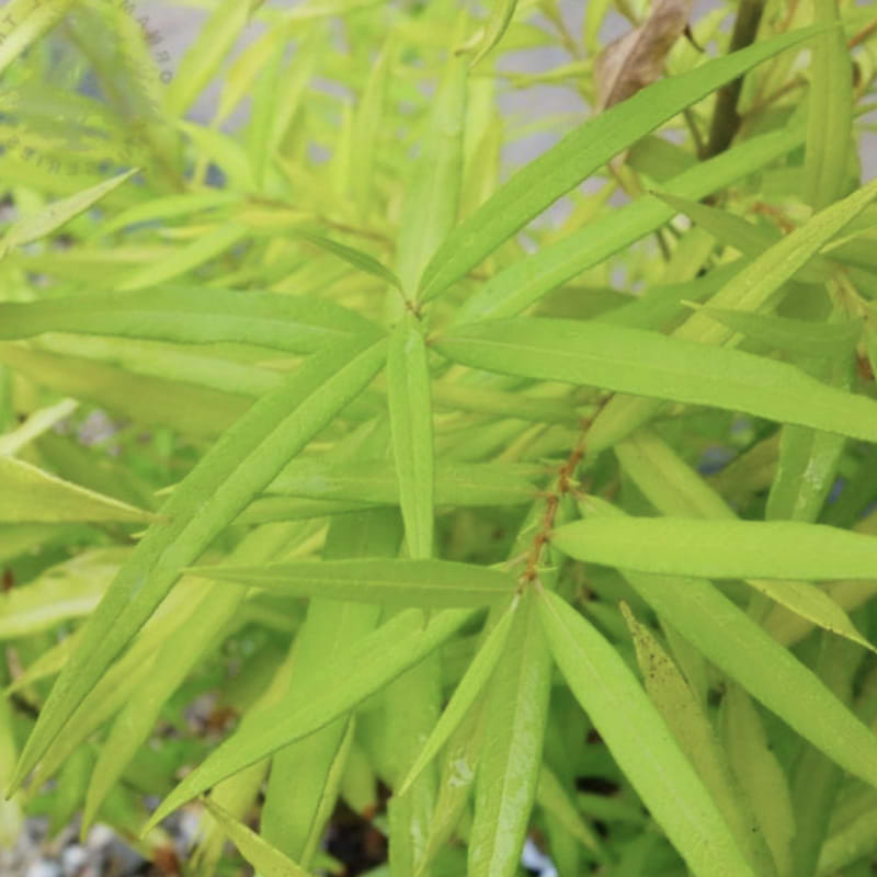 Fladpil (Salix udensis 'Golden Sunshine') 30-60 cm