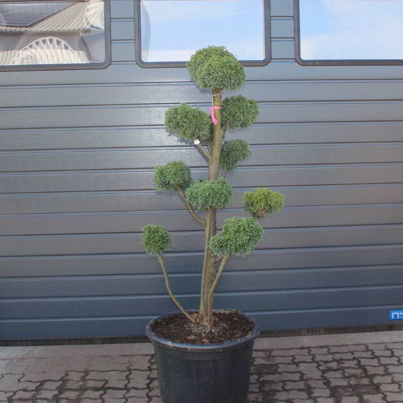 Cypres (Chamaecyparis pisifera 'Tama Himoro') Bonsai 130-140 cm