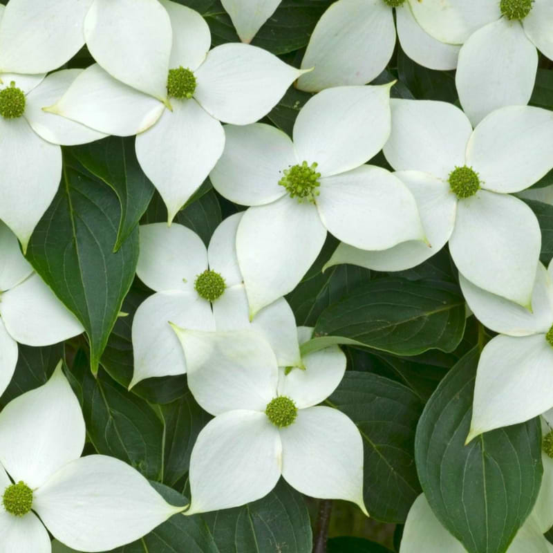 Koreakornel (Cornus kousa 'China Girl')
