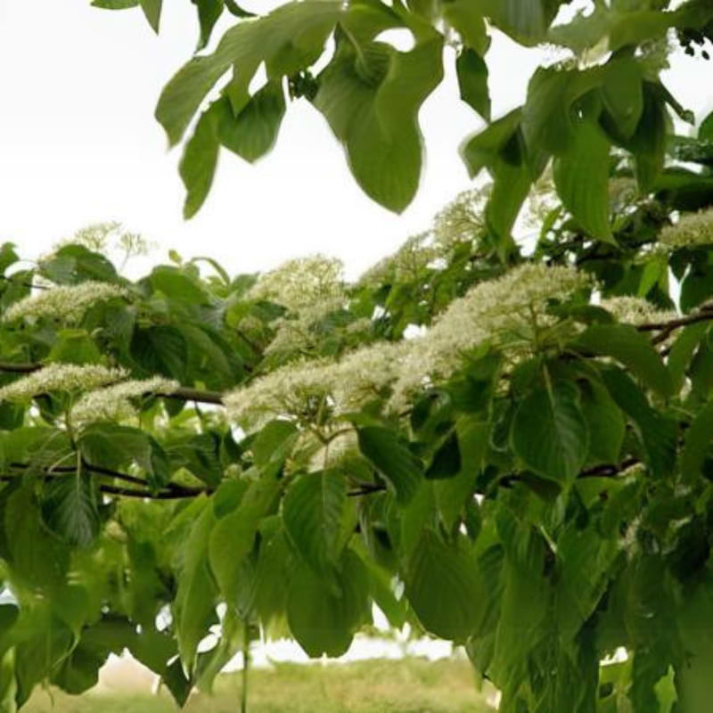 Etagekornel (Cornus controversa 'Pagoda') 50-80 cm flerstammet