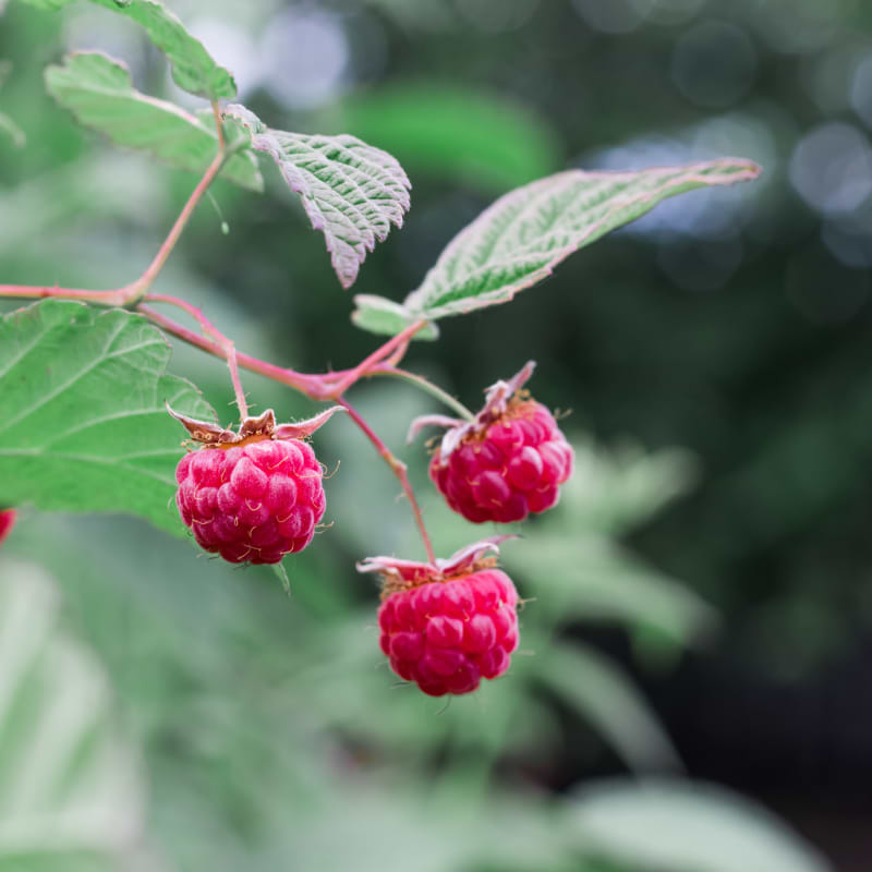 rote schwedin
