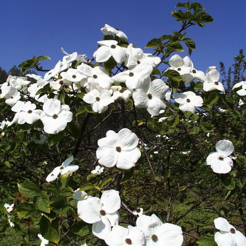 Kornel (Cornus 'Eddie's White Wonder') Enstammet 120-160 cm