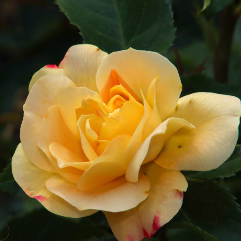 Opstammet Rosa 'Lampion' Corinne's Choice - Flere varianter