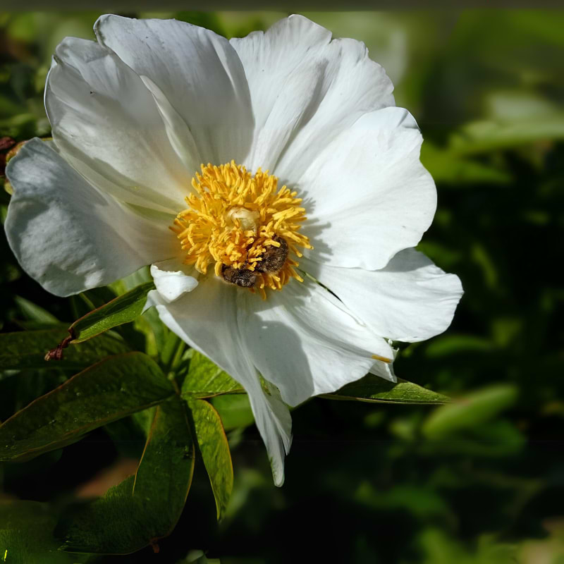 Pæon Himalaya (Paeonia emodi) 