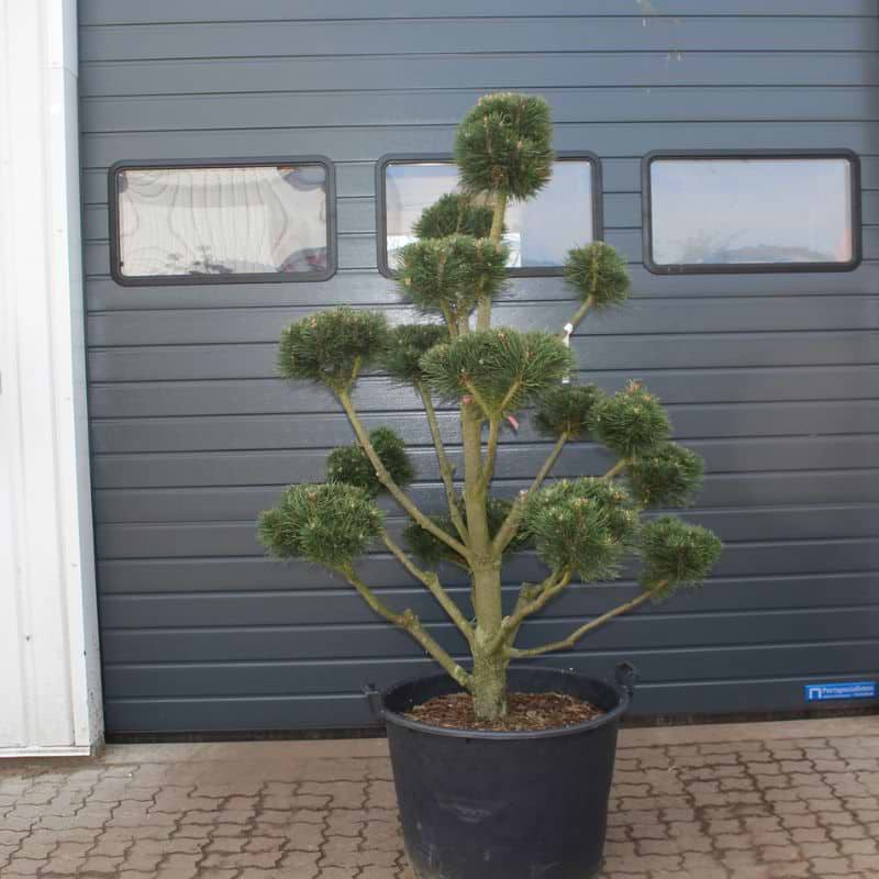 Bjergfyr Fransk (Pinus Mugo var Uncinata/Rostrata) Bonsai 