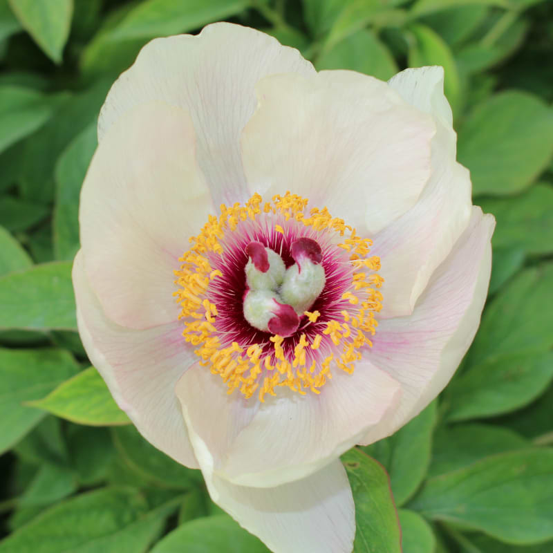 Pæon (Paeonia Wittmanniana)