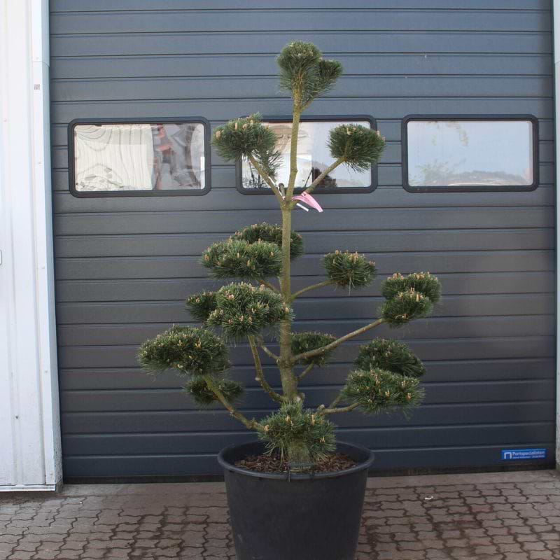 Bjergfyr Fransk (Pinus Mugo var Uncinata/Rostrata) Bonsai 