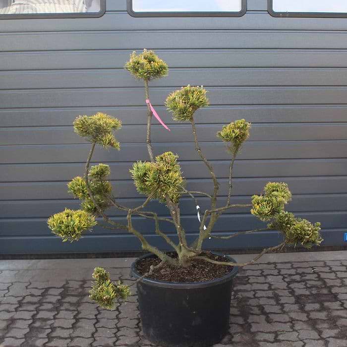 bambus fr innenrume Kunstpflanze Pflanze Bambus deluxe | 180cm