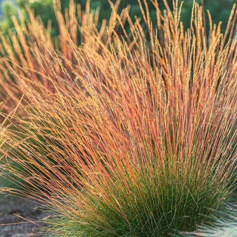 Bjørnegræs/Svingel Blå (Festuca glauca 'Sunrise')