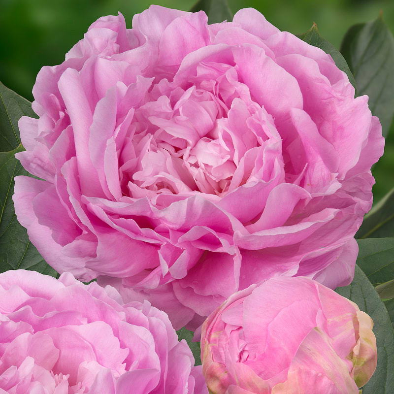 Silkepæon (Paeonia lactiflora 'Dinner Plate')