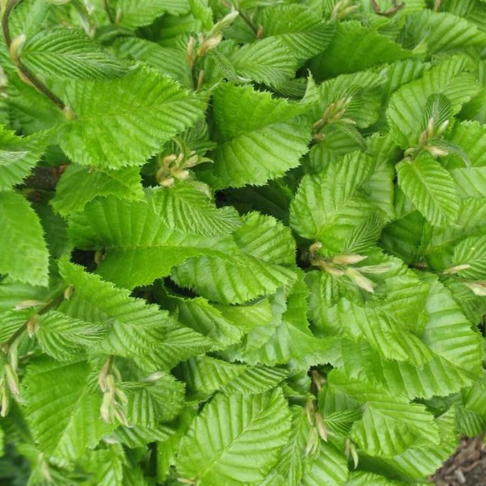 Avnbøg (Carpinus betulus 'Columnaris Nana') - Flere varianter