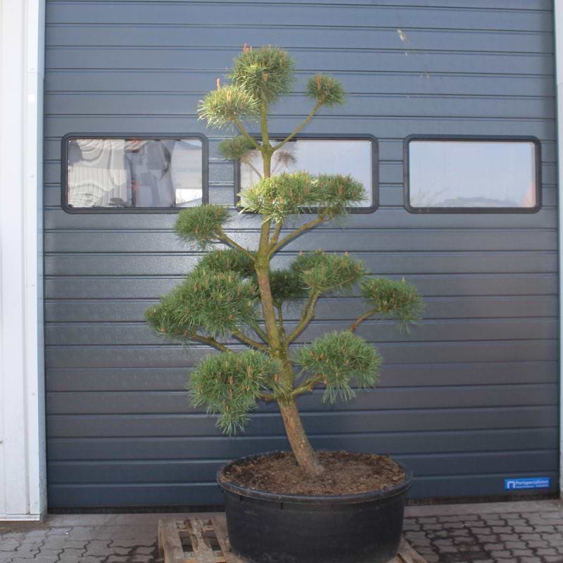 Skovfyr (Pinus sylvestris 'Norske Type') Bonsai 190-200 cm