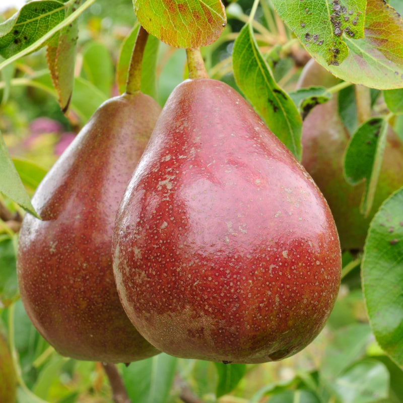 bonne louise d avranches pear