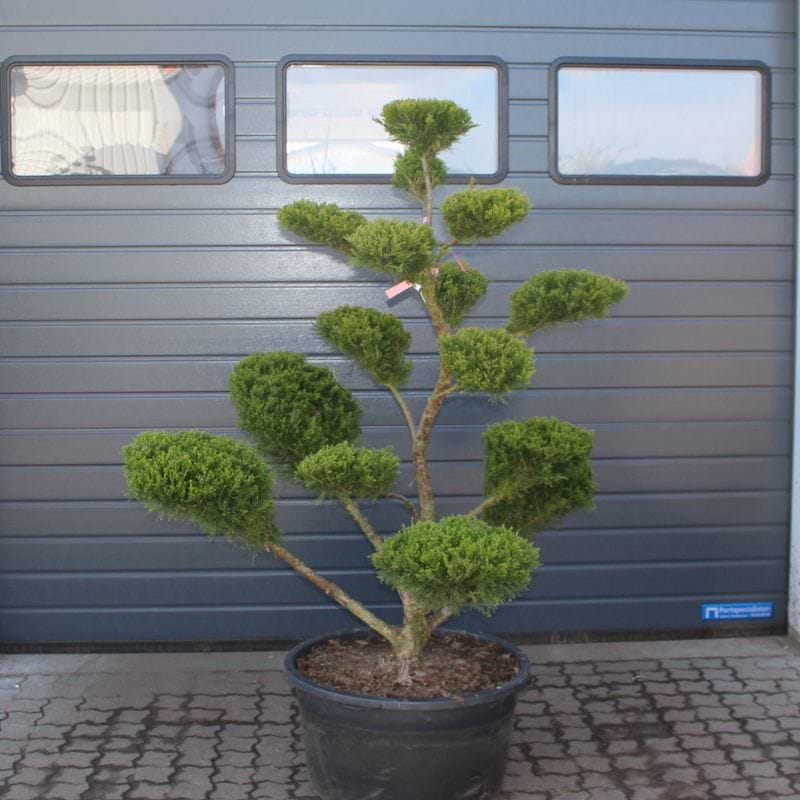 Ene Kinesisk (Juniperus chinensis 'Mint julep') Bonsai 150-160 cm
