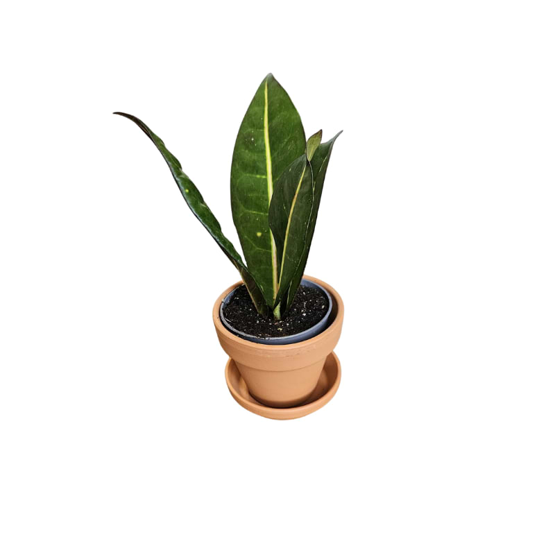 Kroton (Codiaeum Variegatum 'Petra')