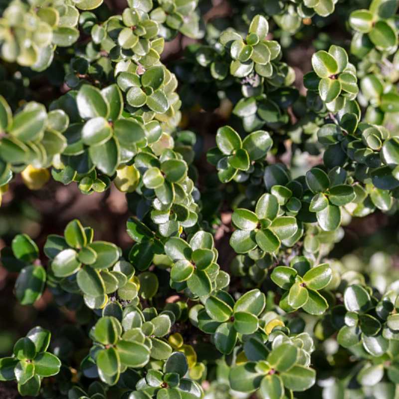 Dværgkristtorn (Ilex crenata 'Jersey Jewel') 20-30 cm