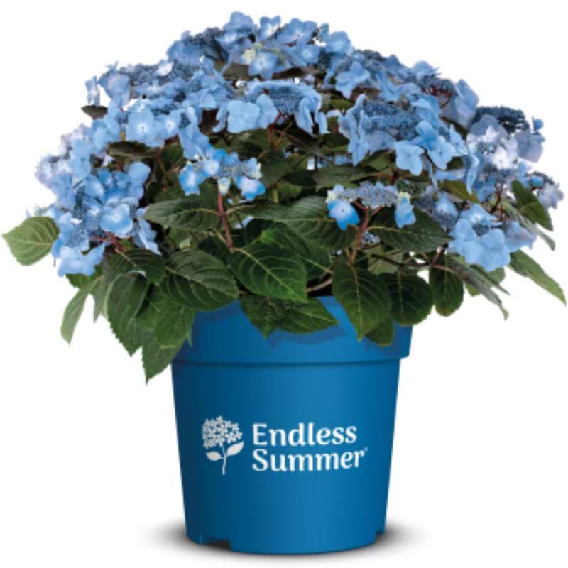 Hortensia (Hydrangea Endless Summer 'Pop Star') Blå - Flere Varianter