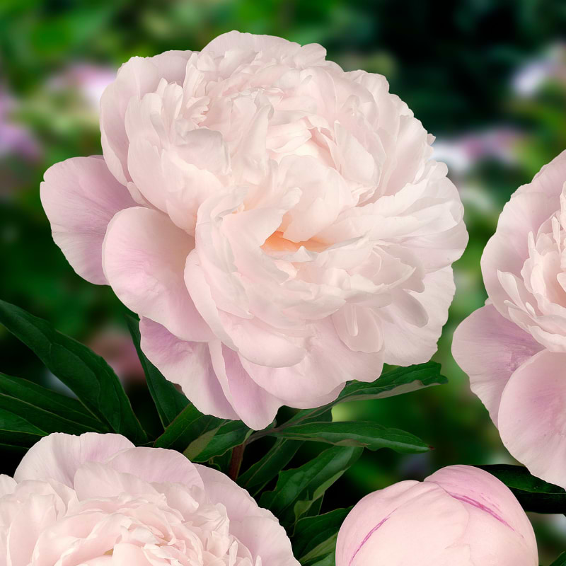 Silkepæon (Paeonia lactiflora 'Gardenia') - Flere Varianter