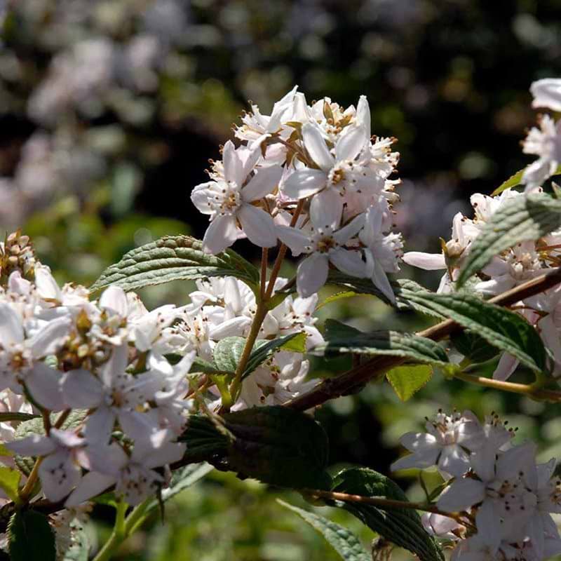 Deutzia Mont Rose
