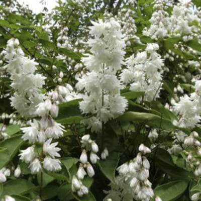 Stjernetop (Deutzia scabra 'Plena') - Flere varianter