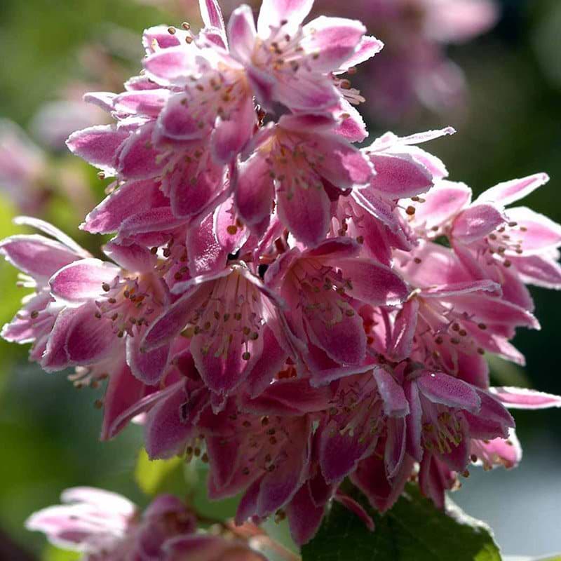 Deutzia Strawberry Field