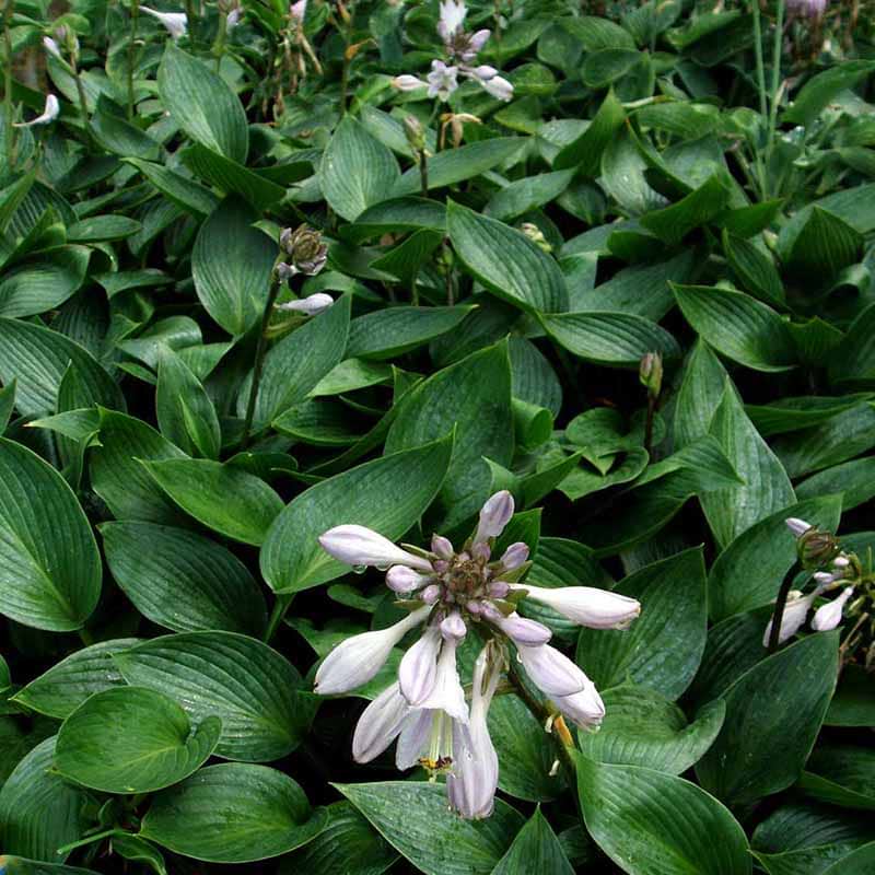 hosta devon green