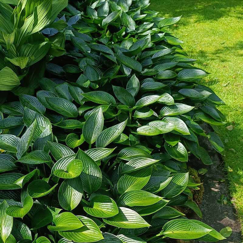 Medium hosta