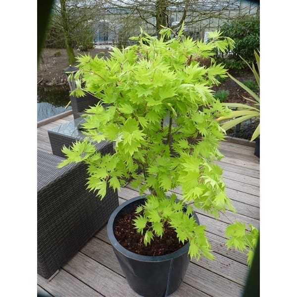 Fuldmåne-løn (Acer Shirasawanum 'Jordan') Opstammet - Flere Varianter