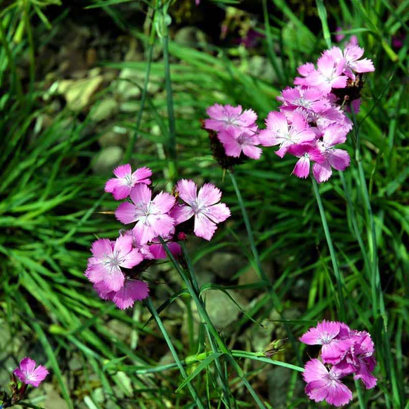Karteusernellike (Dianthus carthusianorum)