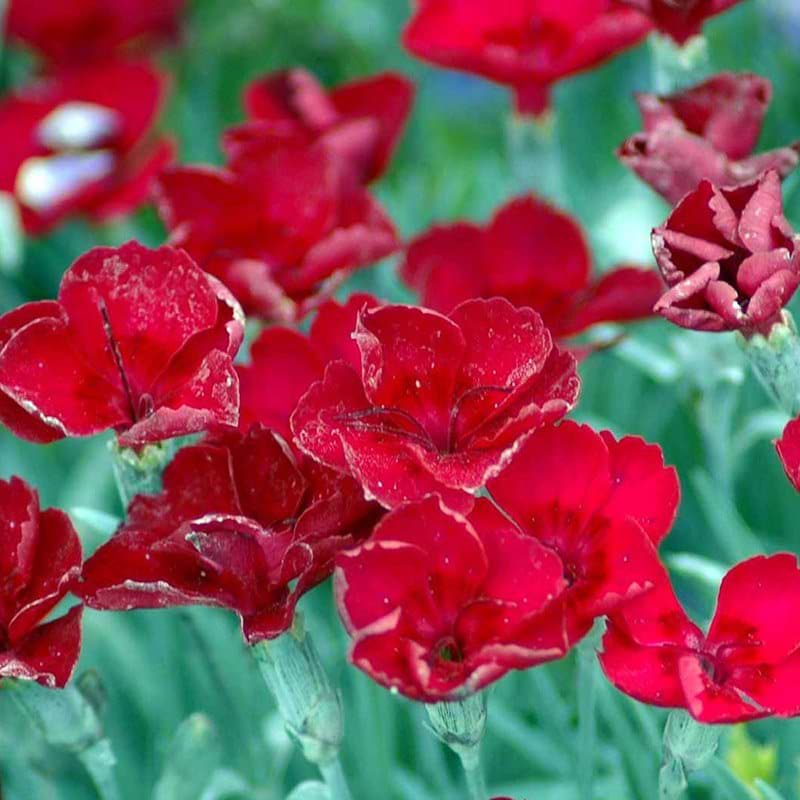 Pudenellike blomst