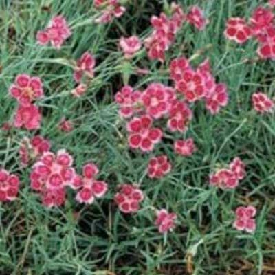 Nellike (Dianthus hybrid 'Pixie')
